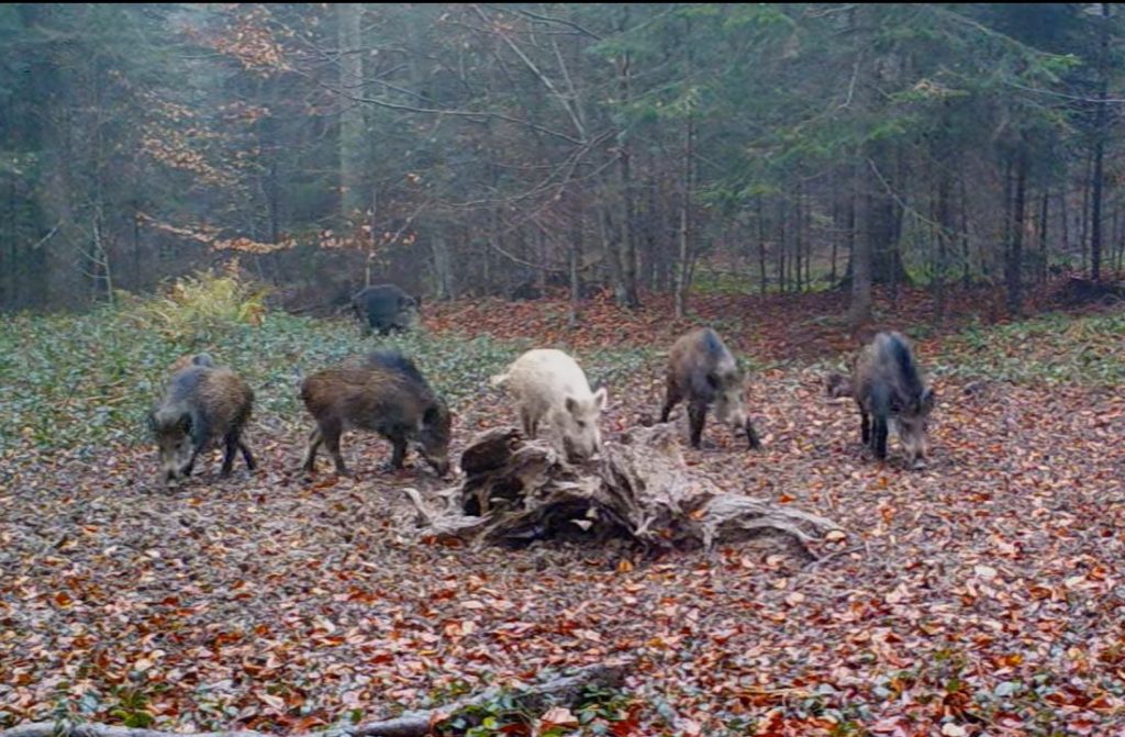 Un mistreț alb a fost filmat în România Animalele albinoase un