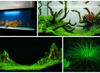 Grădinile scufundate ale unui fost corporatist: viața printre peştii și plantele de acvariu acvarii marian sterian