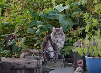 Pisica norvegiană de pădure. Ghid complet: aspect, comportament, îngrijire, preț Pisica norvegiană de pădure FOTO: Patrizia08/Pixabay.com