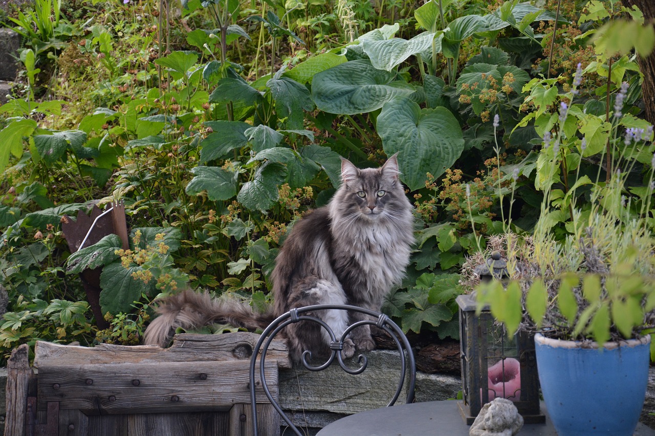 pisici norvegiene elvețiene anti-îmbătrânire)