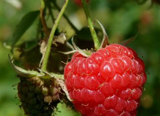 Sirop de zmeură. Cum îl prepari acasă – REŢETĂ