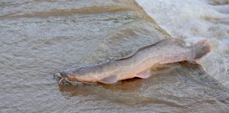 Idei de afaceri: crescătorie de somn african FOTO: Bernard DUPONT/Wikimedia Commons