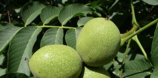 Nucii de Vâlcea, foarte căutați de fermierii străini FOTO: George Chernilevsky/Wikimedia Commons