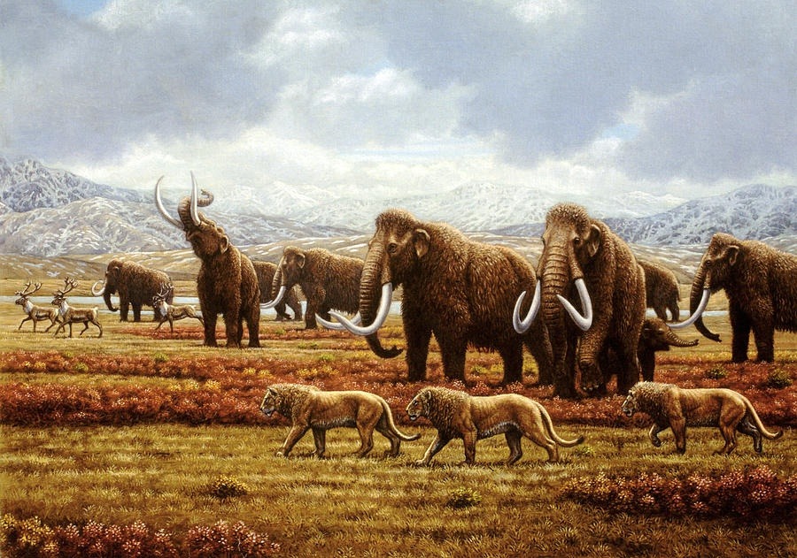 pui de mamut