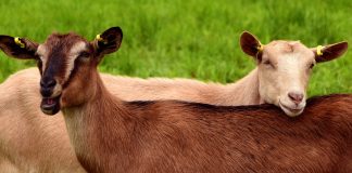 Minunea agricolă de la Leoteşti: Marian crește oi și vaci, soția face brânza FOTO: ulleo/Pixabay.com