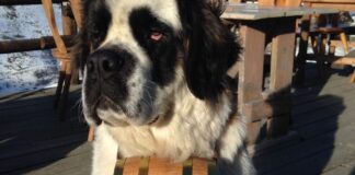 Un dogar din Covasna face butoiașe pentru câini Saint Bernard FOTO: Jean-Alain/Pixabay.com