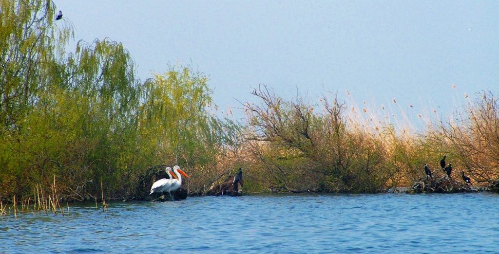 delta dunării