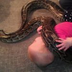 Fetiței nu îi este deloc frică de șarpe Foto: Captură Youtube