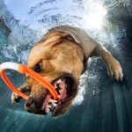 Câini sub apă Foto: Facebook Seth Casteel