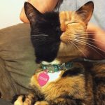 Pisicuța himeră Foto: Facebook Venus’s Page – Amazing Chimera cat