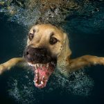 Câini sub apă Foto: Facebook Seth Casteel
