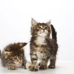 Rase mici de pisici Foto: Pinterest