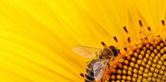 Regele bondarilor de la Tia Mare. Cum a crescut o plantație cu ajutor doar de la natură FOTO: Alexas_Fotos/Pixabay.com