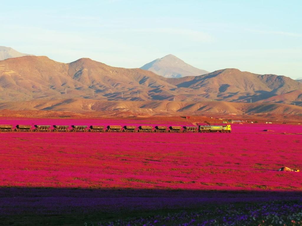 A înflorit deșertul Atacama (Tomás Cuadra Ordenes - Twitter)