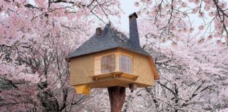 Cele mai frumoase case din copaci. 12 locuințe în imagini superbe casă copaci