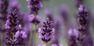 Idei de afaceri. Lavanda, profit de 8000 de euro la hectar Puteți pune lavanda pe lista cu idei de afaceri FOTO: manfredrichter/Pixabay.com