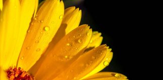 Idei de afaceri cu bani puțini. Plantația de gălbenele FOTO: Myriams-Fotos/Pixabay.com