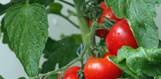 Idei de afaceri. Patru ferme și plantații pe care să le faci cu bani puțini FOTO: esiul/Pixabay.com