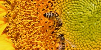 La 11 ani, o fetiță are o afacere de milioane de dolari. Cum a reușit să facă o avere din miere miere albine floarea soarelui