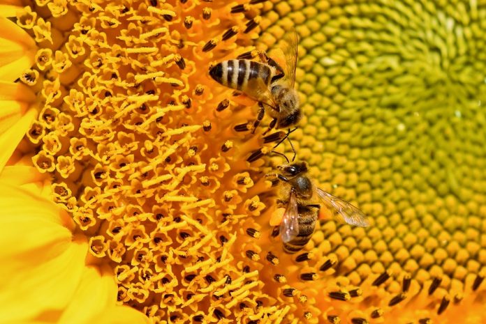miere albine floarea soarelui