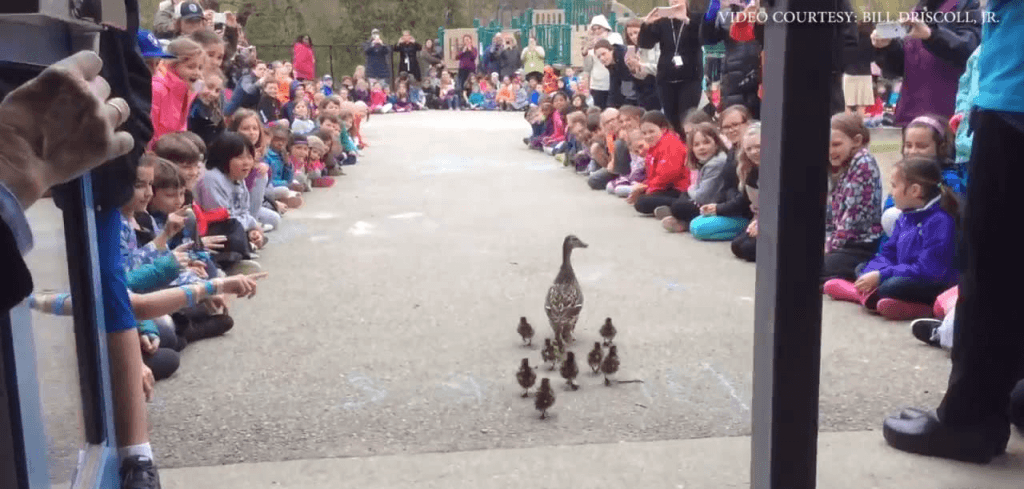 O tradiție splendidă este găzduită de o școală primară din SUA (Youtube)