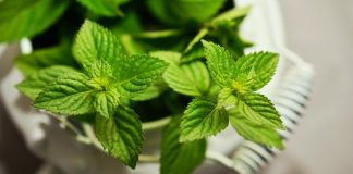 Idei de afaceri. Investiția cu profit mentolat de 15.000 de euro la hectar FOTO: congerdesign/Pixabay.com