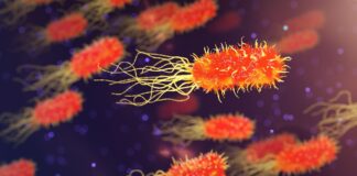 Cele mai bătrâne ființe din lume. Vietățile care pot să trăiască milioane de ani bacterie