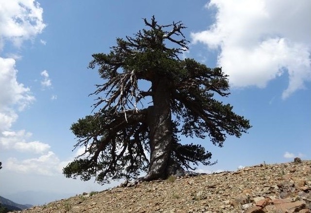 cel mai bătrân copac din Europa