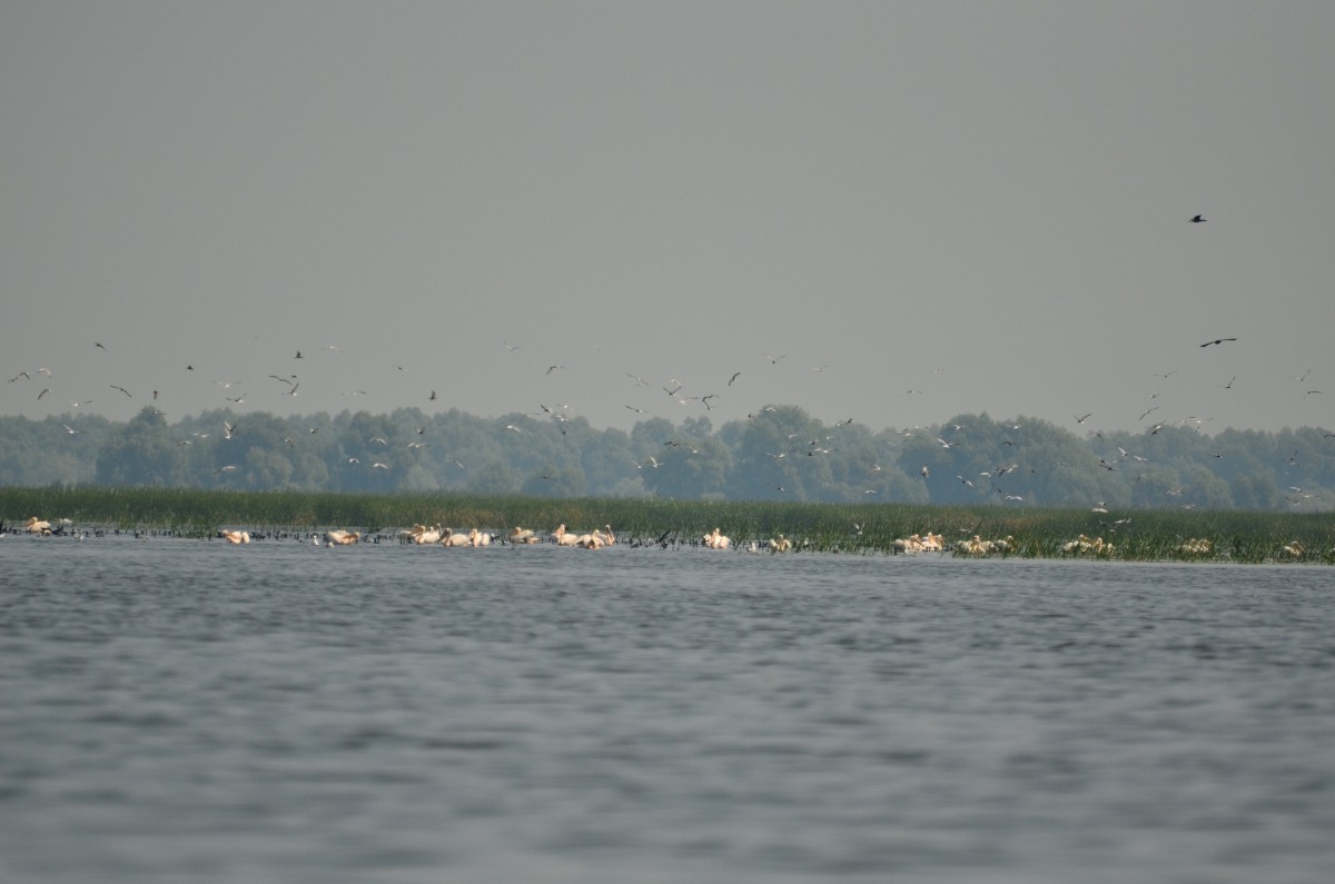deltă inundată mahmudia carasuhat