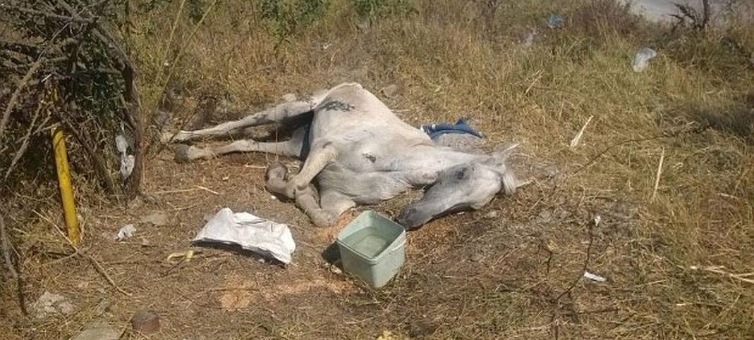 Din fericire, această iapă a fost găsită când încă mai era în viață. Veterinarii au readus-o la viață FOTO: Telegrafonline.ro