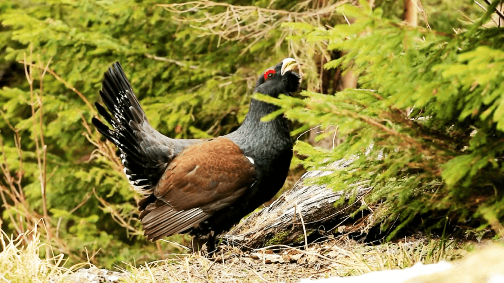 FOTO: Captură Youtube