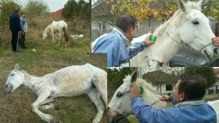 Mai mulți localnici și un veterinar au hrănit și au îngrijit calul abandonat FOTO: Capturi Digi24