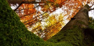 Pădurile din România în care nu „cântă” drujba ar putea intra în patrimoniul mondial UNESCO FOTO: WWF-Romania/Pagina de Facebook