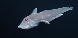 Primele imagini cu rechinul-fantomă, o specie descoperită de curând Rechinul-fantomă este una dintre cele mai misterioase specii acvatice (Monterey Bay Aquarium Research Institute)