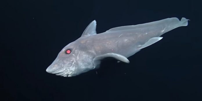 Rechinul-fantomă este una dintre cele mai misterioase specii acvatice (Monterey Bay Aquarium Research Institute)