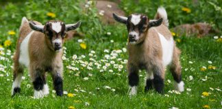 Idei de afaceri. Ce profit aduce o fermă de capre FOTO: Gellinger/Pixabay.com