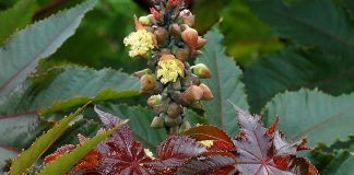 Idei de afaceri. Plantații cu investiție mică și profituri de peste 30.000 de euro Puteți să treceți pe lista de idei de afaceri 2017 și o plantație de ricin FOTO: Alvesgaspar /Wikimedia Commons