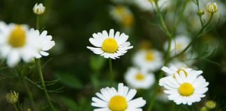 Idei de afaceri. Plantația cu profituri mari și parfumate Mușețelul poate fi trecut pe lista de idei de afaceri 2017 FOTO: Awaya Legends/Flickr