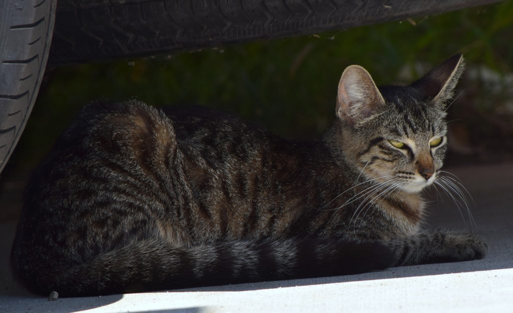 Pisica a ajuns din Olanda în Austria, după ce s-a ascuns într-o mașină (Foto: Tracie Hall / Flickr)
