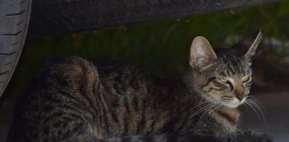 O pisică pierdută a fost găsită după șase luni, la o mie de kilometri distanță de casă Pisica a ajuns din Olanda în Austria, după ce s-a ascuns într-o mașină (Foto: Tracie Hall / Flickr)