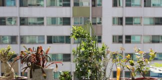 Cum să îți îngrijești plantele de apartament în funcție de anotimp. 10 trucuri simple și utile plante de apartament