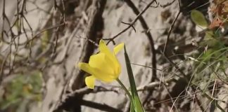A înflorit laleaua galbenă, o floare unică în lume ce trăiește doar în România laleaua galbenă