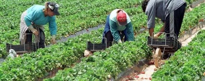 Majoritatea românilor care lucrează în agricultură în sudul Italiei sunt angajați la negru (Foto: Gazeta Românească)