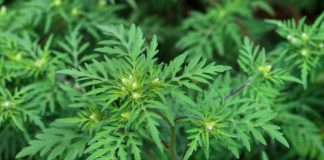 Parlamentarii vor să stârpească o buruiană. Ce riscă românii care nu o distrug Ambrozia provoacă numeroase alergii (Wikimedia Commons)