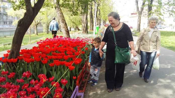 Așa arată aleea cu lalele plantată de Marius Sabău, florarul din Oradea (Foto: bihon.ro)