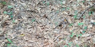 Imaginea care a uimit internetul. Tu poți vedea șarpele din poză? șarpele camuflat