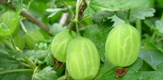 Idei de afaceri. Ce profituri se obțin dintr-o plantație de agriș Idei de afaceri. Prima investiție într-o plantație de agriș este de 7.000 de euro FOTO: W.J.Pilsak /Wikimedia Commons