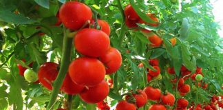 Roșiile românești „cu gust” intră în magazine. Cât va costa un kilogram FOTO: Statiunea de Cercetare Legumicolă Buzău