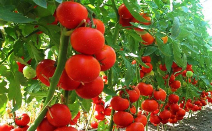 FOTO: Statiunea de Cercetare Legumicolă Buzău FOTO: Statiunea de Cercetare Legumicolă Buzău