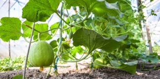 Cercetătorii români au creat pepenele de o persoană. Cum arată și ce gust are pepene de o persoană buzău